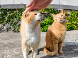 撫でられる茶トラ猫軍団