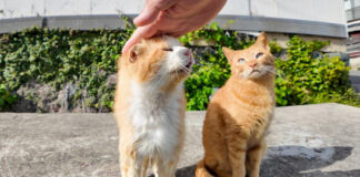 撫でられる茶トラ猫軍団