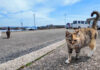 集まってきた漁港の猫達