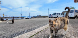 集まってきた漁港の猫達