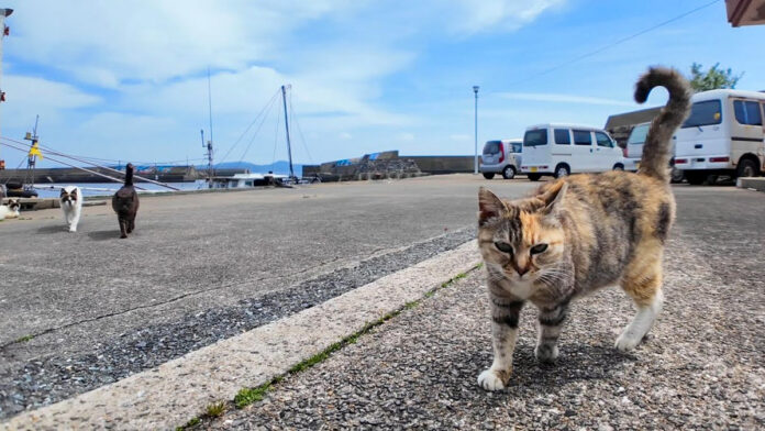 集まってきた漁港の猫達