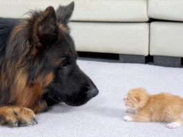 初対面した子猫とジャーマンシェパード