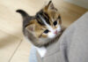 足を登ろうとする子猫