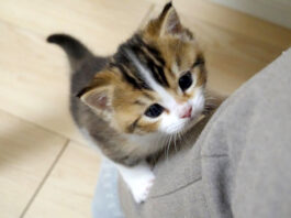 足を登ろうとする子猫