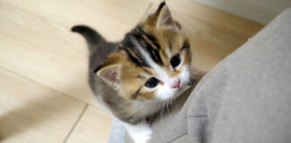 足を登ろうとする子猫