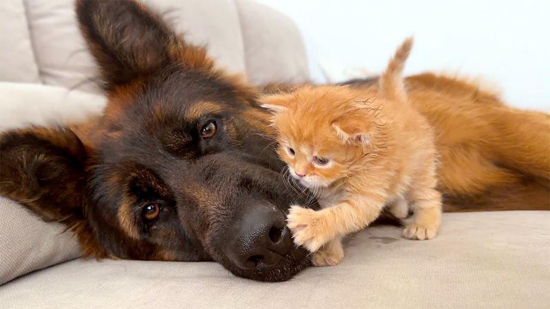 犬と遊ぶ子猫