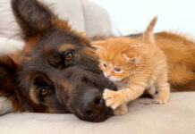 犬と仲良くなった子猫