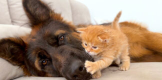 犬と仲良くなった子猫