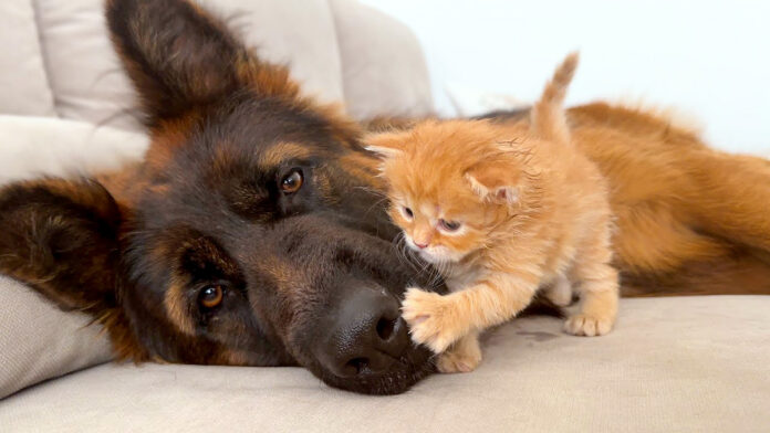 犬と仲良くなった子猫