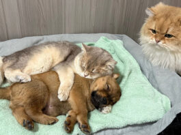 子犬を寝かしつける猫