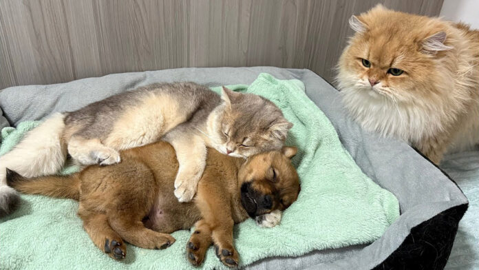 子犬を寝かしつける猫