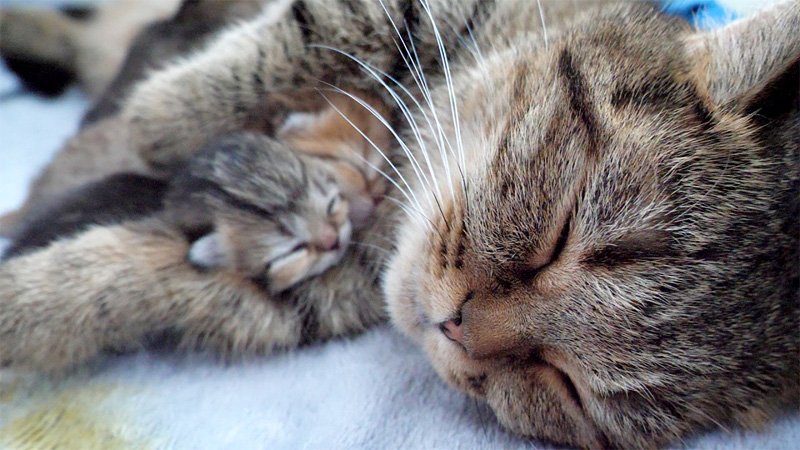 子猫を抱きしめる母猫