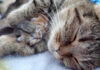 子猫を抱きしめる母猫