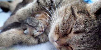 子猫を抱きしめる母猫