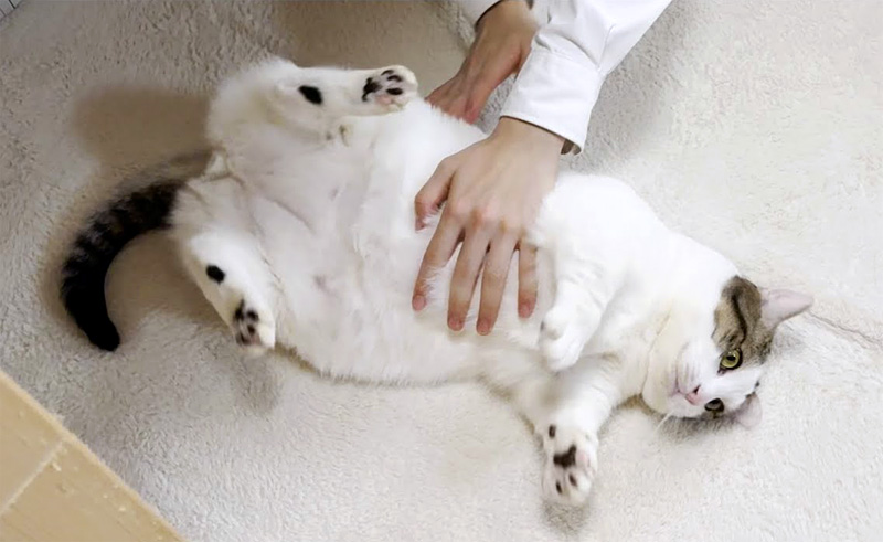 転がされる猫