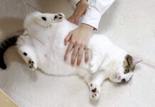 転がされる猫