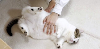 転がされる猫