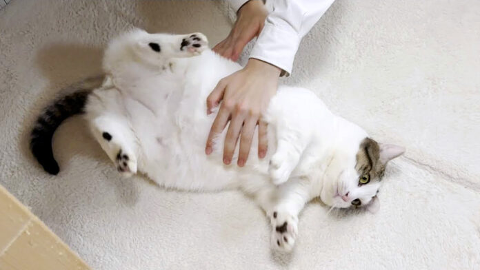 転がされる猫