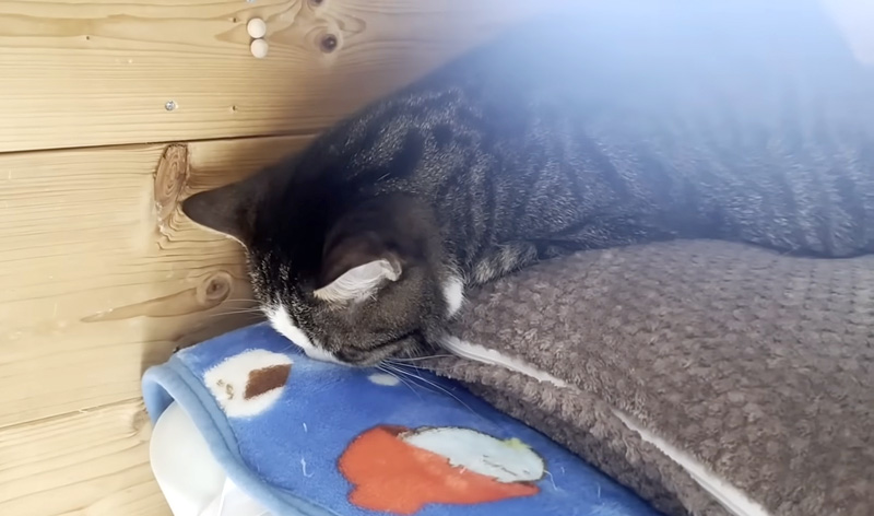寝落ちした猫