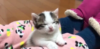眠たい子猫