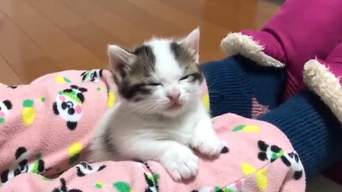 眠たい子猫