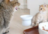 叔母猫に教育的指導を受ける子猫