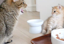 叔母猫に教育的指導を受ける子猫