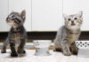 お代わりが食べたい子猫達