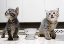 お代わりが食べたい子猫達