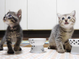 お代わりが食べたい子猫達