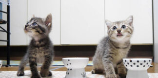 お代わりが食べたい子猫達
