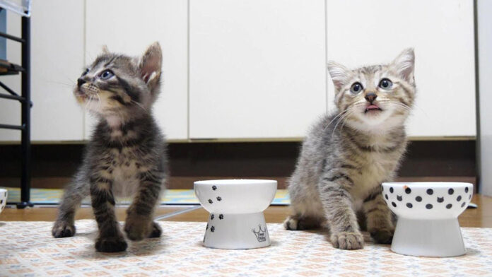 お代わりが食べたい子猫達