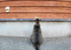 何故か窓を見上げる猫