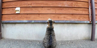 何故か窓を見上げる猫