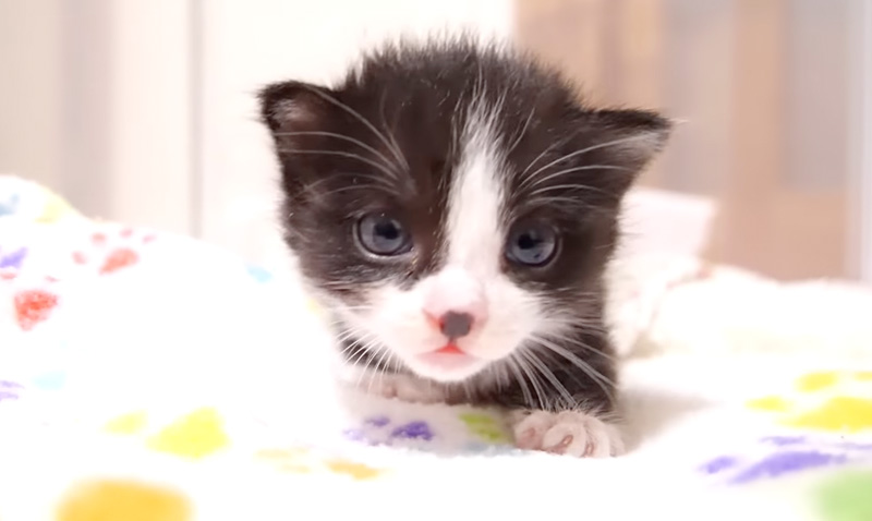 探し回る子猫