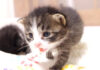抱っこをおねだりしに行く子猫