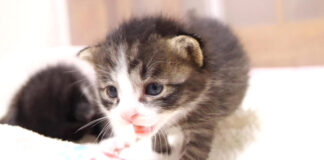 抱っこをおねだりしに行く子猫