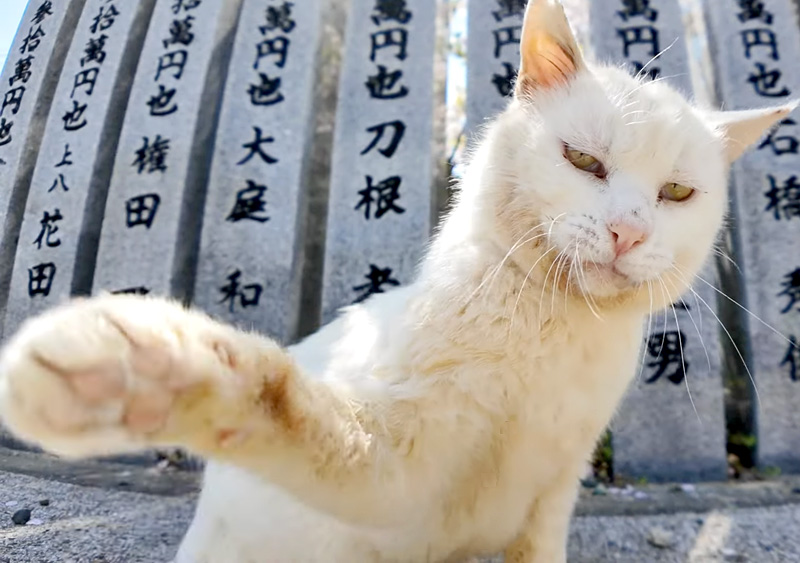 猫パンチを繰り出す猫