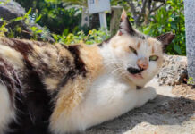 ジッと見てくる猫