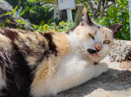 ジッと見てくる猫