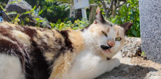 ジッと見てくる猫