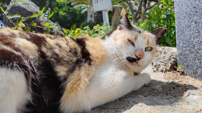 ジッと見てくる猫