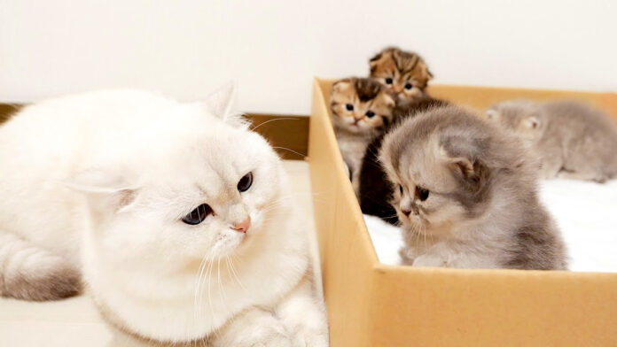 子猫達の面倒を見る父猫