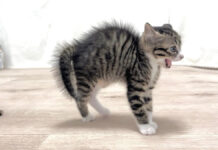 威嚇する子猫