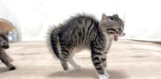 威嚇する子猫