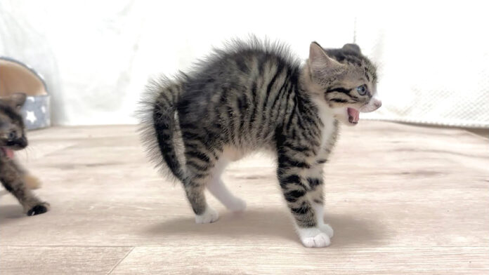 威嚇する子猫