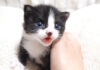 お代わりをおねだりする子猫