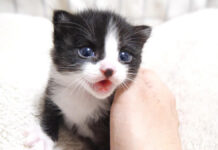 お代わりをおねだりする子猫