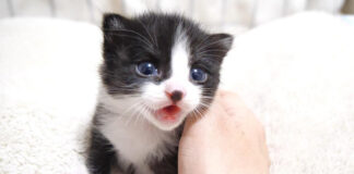 お代わりをおねだりする子猫