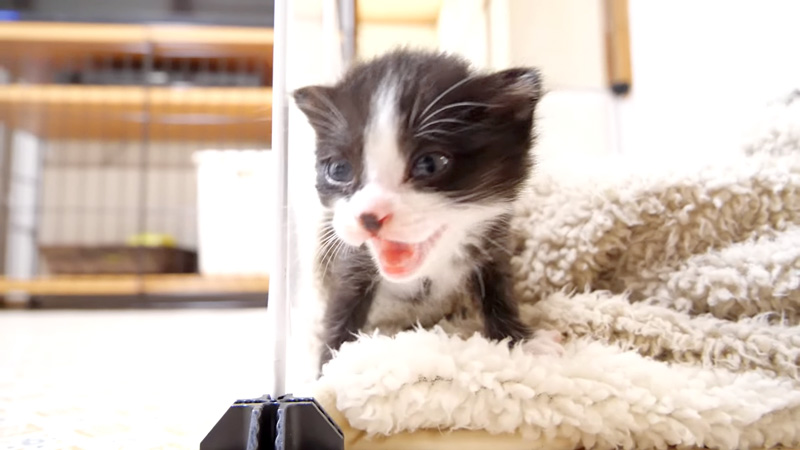 ミルクが飲みたい子猫